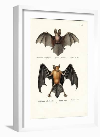 Hollow-Faced Bat, 1824-Karl Joseph Brodtmann-Framed Giclee Print