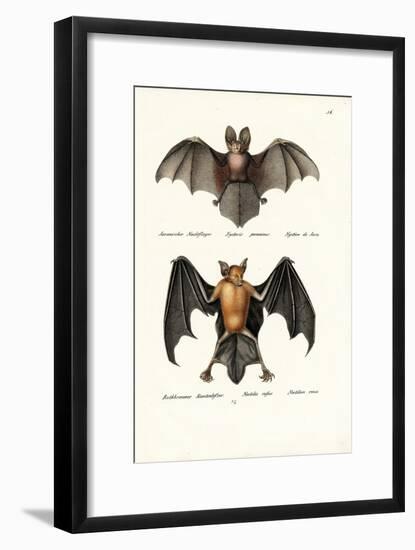 Hollow-Faced Bat, 1824-Karl Joseph Brodtmann-Framed Giclee Print