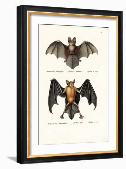 Hollow-Faced Bat, 1824-Karl Joseph Brodtmann-Framed Giclee Print