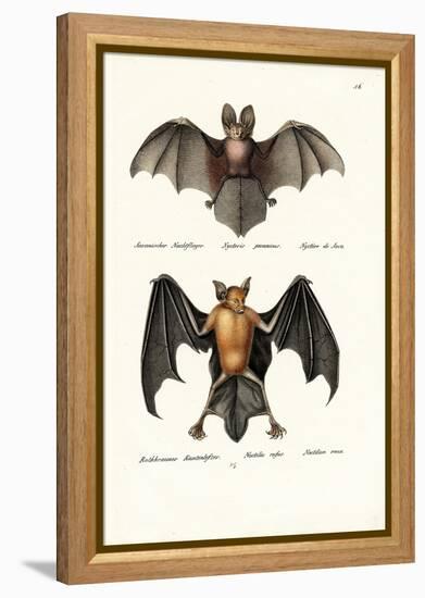 Hollow-Faced Bat, 1824-Karl Joseph Brodtmann-Framed Premier Image Canvas