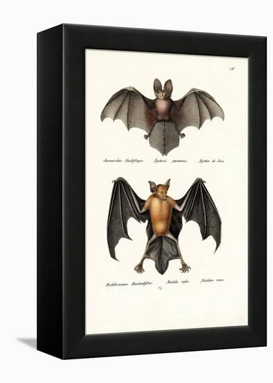 Hollow-Faced Bat, 1824-Karl Joseph Brodtmann-Framed Premier Image Canvas