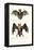 Hollow-Faced Bat, 1824-Karl Joseph Brodtmann-Framed Premier Image Canvas