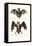 Hollow-Faced Bat, 1824-Karl Joseph Brodtmann-Framed Premier Image Canvas