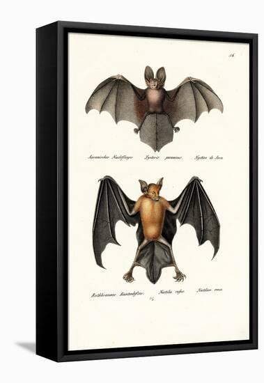 Hollow-Faced Bat, 1824-Karl Joseph Brodtmann-Framed Premier Image Canvas