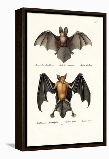 Hollow-Faced Bat, 1824-Karl Joseph Brodtmann-Framed Premier Image Canvas