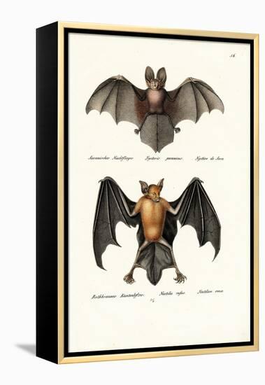 Hollow-Faced Bat, 1824-Karl Joseph Brodtmann-Framed Premier Image Canvas