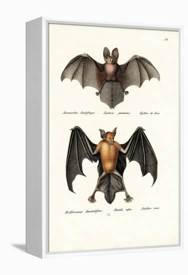 Hollow-Faced Bat, 1824-Karl Joseph Brodtmann-Framed Premier Image Canvas