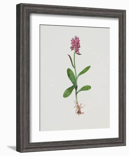 Hollunderblütiges Knabenkraut-Moritz Michael Daffinger-Framed Collectable Print