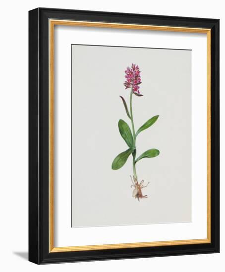 Hollunderblütiges Knabenkraut-Moritz Michael Daffinger-Framed Collectable Print