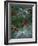 Holly Berries With Frost-Marilyn Parver-Framed Photographic Print