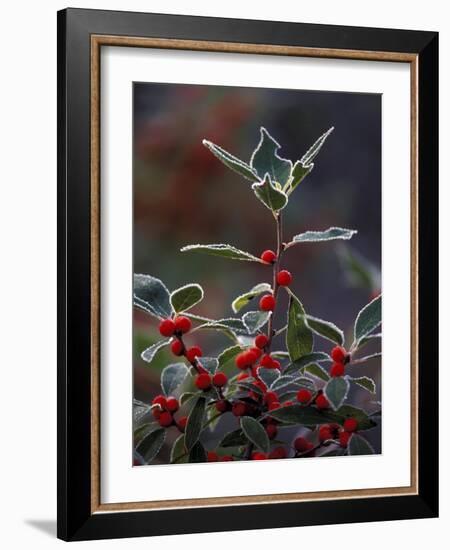 Holly Berries With Frost-Marilyn Parver-Framed Photographic Print