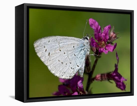 Holly Blue Butterfly Wings Closed, Feeding on Purple Loosestrife, West Sussex, England, UK-Andy Sands-Framed Premier Image Canvas