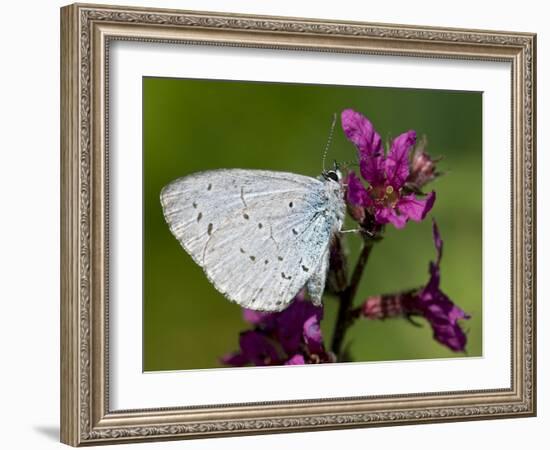 Holly Blue Butterfly Wings Closed, Feeding on Purple Loosestrife, West Sussex, England, UK-Andy Sands-Framed Photographic Print