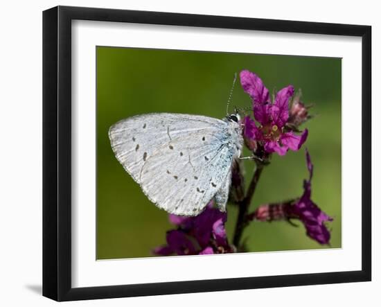 Holly Blue Butterfly Wings Closed, Feeding on Purple Loosestrife, West Sussex, England, UK-Andy Sands-Framed Photographic Print