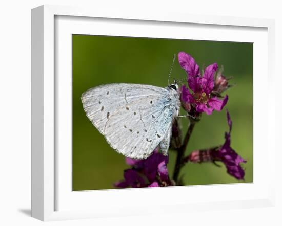 Holly Blue Butterfly Wings Closed, Feeding on Purple Loosestrife, West Sussex, England, UK-Andy Sands-Framed Photographic Print