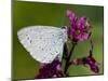 Holly Blue Butterfly Wings Closed, Feeding on Purple Loosestrife, West Sussex, England, UK-Andy Sands-Mounted Photographic Print