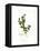 Holly Botanical, 2013-John Keeling-Framed Premier Image Canvas