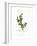 Holly Botanical, 2013-John Keeling-Framed Giclee Print