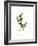 Holly Botanical, 2013-John Keeling-Framed Giclee Print