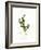 Holly Botanical, 2013-John Keeling-Framed Giclee Print