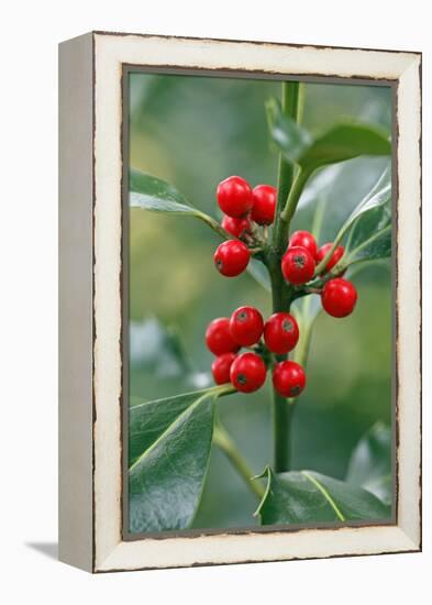 Holly Close Up of Berries and Leaves-null-Framed Premier Image Canvas