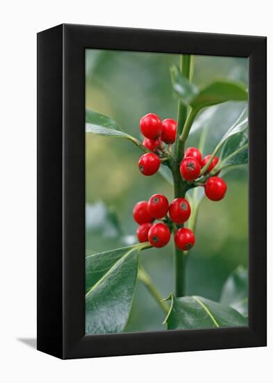 Holly Close Up of Berries and Leaves-null-Framed Premier Image Canvas