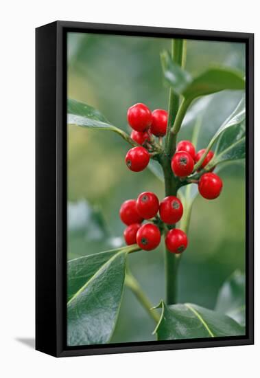 Holly Close Up of Berries and Leaves-null-Framed Premier Image Canvas