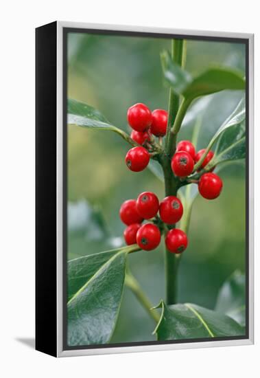 Holly Close Up of Berries and Leaves-null-Framed Premier Image Canvas