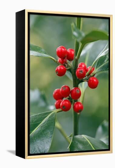 Holly Close Up of Berries and Leaves-null-Framed Premier Image Canvas