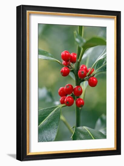 Holly Close Up of Berries and Leaves-null-Framed Photographic Print