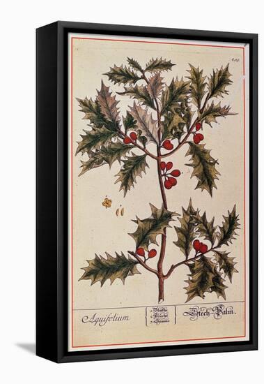 Holly from A Curious Herbal, 1782-Elizabeth Blackwell-Framed Premier Image Canvas