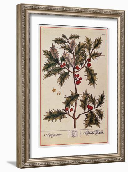 Holly from A Curious Herbal, 1782-Elizabeth Blackwell-Framed Giclee Print