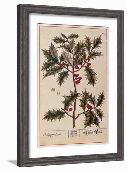 Holly from A Curious Herbal, 1782-Elizabeth Blackwell-Framed Giclee Print