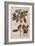 Holly from A Curious Herbal, 1782-Elizabeth Blackwell-Framed Giclee Print