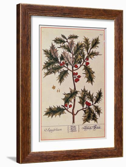 Holly from A Curious Herbal, 1782-Elizabeth Blackwell-Framed Giclee Print