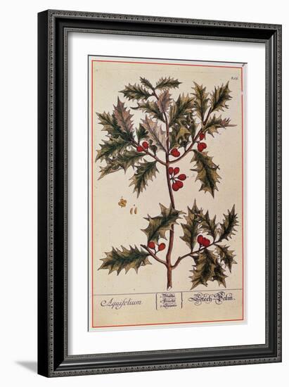 Holly from A Curious Herbal, 1782-Elizabeth Blackwell-Framed Giclee Print