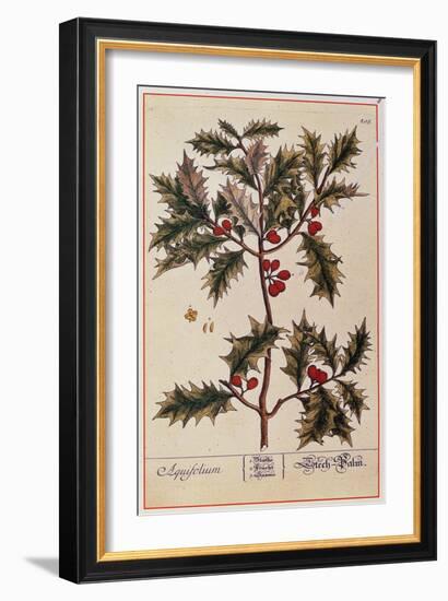 Holly from A Curious Herbal, 1782-Elizabeth Blackwell-Framed Giclee Print