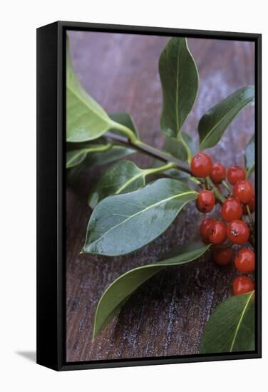 Holly (Ilex Aquifolium)-Maxine Adcock-Framed Premier Image Canvas