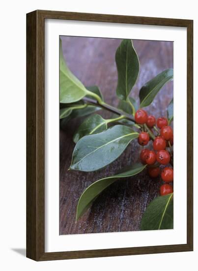 Holly (Ilex Aquifolium)-Maxine Adcock-Framed Photographic Print