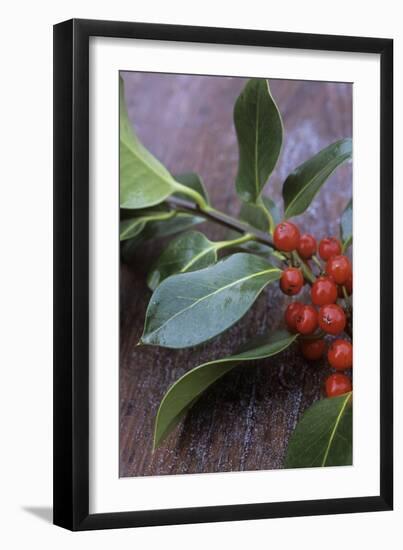 Holly (Ilex Aquifolium)-Maxine Adcock-Framed Photographic Print