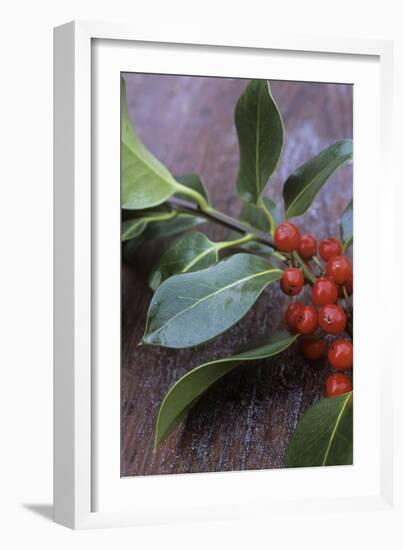 Holly (Ilex Aquifolium)-Maxine Adcock-Framed Photographic Print