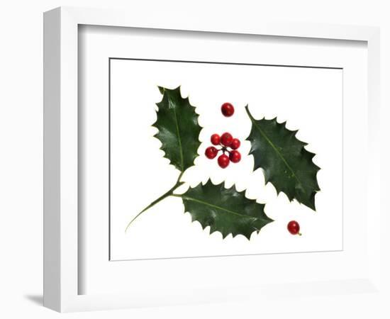 Holly Leaves and Berries, Belgium-Philippe Clement-Framed Photographic Print