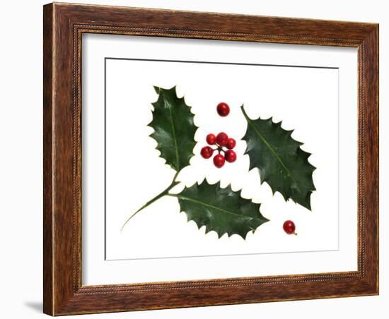 Holly Leaves and Berries, Belgium-Philippe Clement-Framed Photographic Print