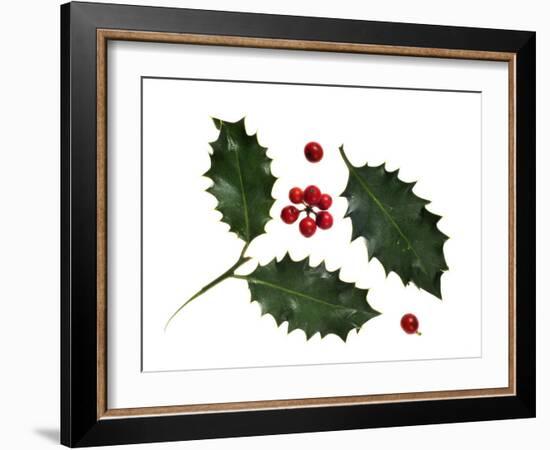 Holly Leaves and Berries, Belgium-Philippe Clement-Framed Photographic Print