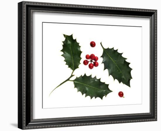 Holly Leaves and Berries, Belgium-Philippe Clement-Framed Photographic Print