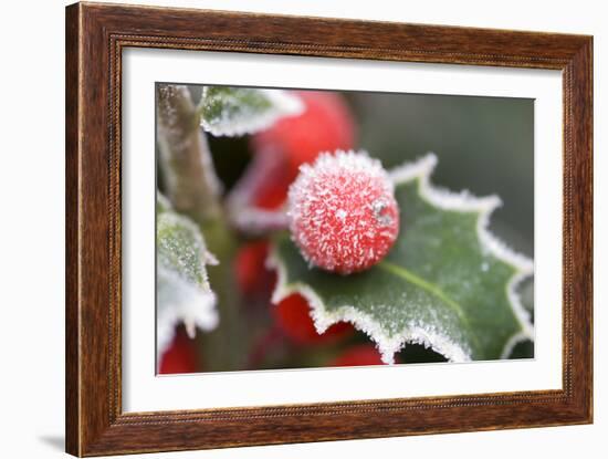 Holly' Rimed Berries in Frost-null-Framed Photographic Print