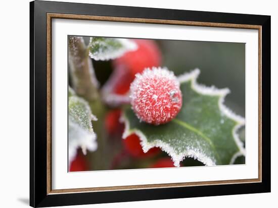 Holly' Rimed Berries in Frost-null-Framed Photographic Print