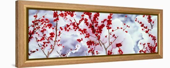 Holly Trees Kyoto Keihoku-Cho Japan-null-Framed Stretched Canvas