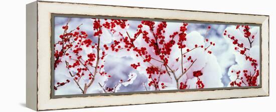 Holly Trees Kyoto Keihoku-Cho Japan-null-Framed Stretched Canvas