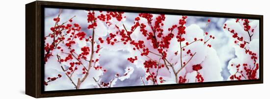 Holly Trees Kyoto Keihoku-Cho Japan-null-Framed Stretched Canvas